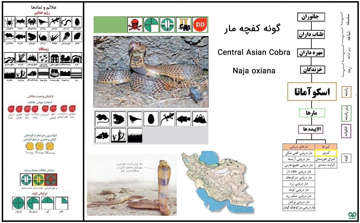 Central Asian Cobra